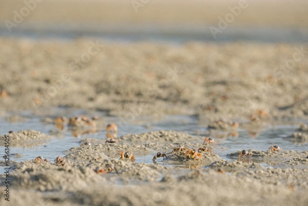 Fototapeta beach in the sand with small crabs 