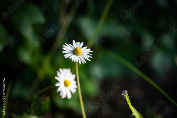 Obraz Beautiful white flowers