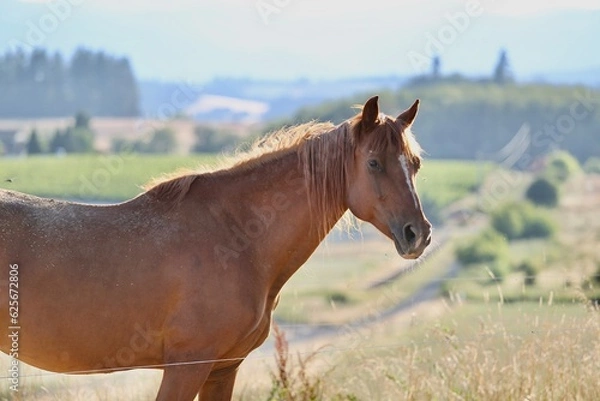 Fototapeta Horse side profile with mountains and trees background wine country oregon