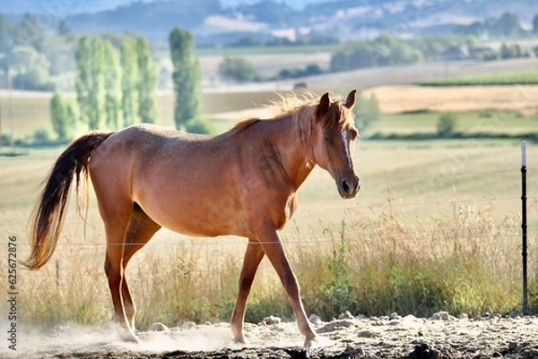 Fototapeta Chestnut horse in Oregon with mountains and trees backdrop