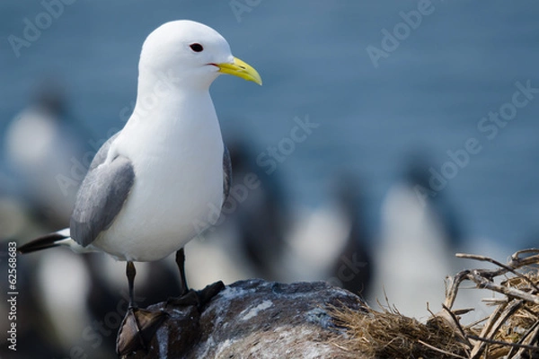 Obraz UK Farne Island Kittiwake