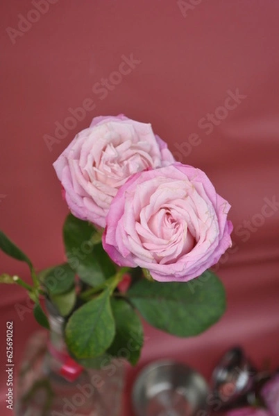 Obraz pink rose and leaves