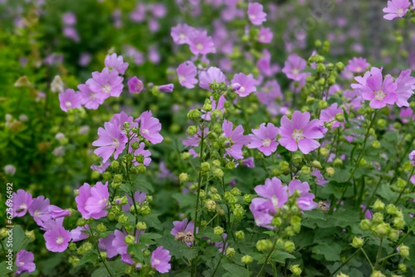Fototapeta A close up of a beautiful pink musk mallow blooming in the garden on a wonderful summer day.