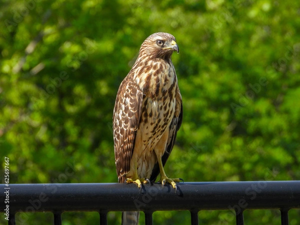 Fototapeta Red-shouldered hawk