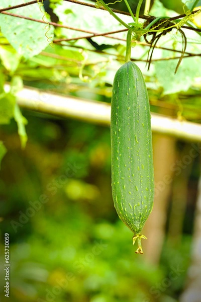 Fototapeta Towel gourd (Luffa acutangula) on a vine in garden. The dried fibrous tissue is used to make bathroom loofah & to clean utensils, hence the plant’s other name ‘dish rag gourd’. 