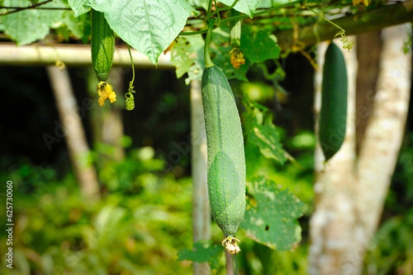 Fototapeta Towel gourd (Luffa acutangula) on a vine in garden. The dried fibrous tissue is used to make bathroom loofah & to clean utensils, hence the plant’s other name ‘dish rag gourd’. 
