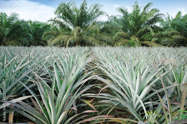 Obraz Pineapple and Oil palm plantation in Johor, Malaysia.