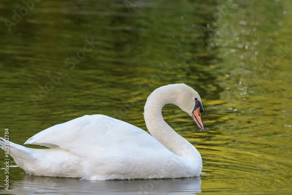 Obraz 優雅の泳ぐ白鳥