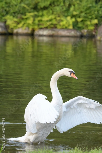 Obraz 入水中の白鳥