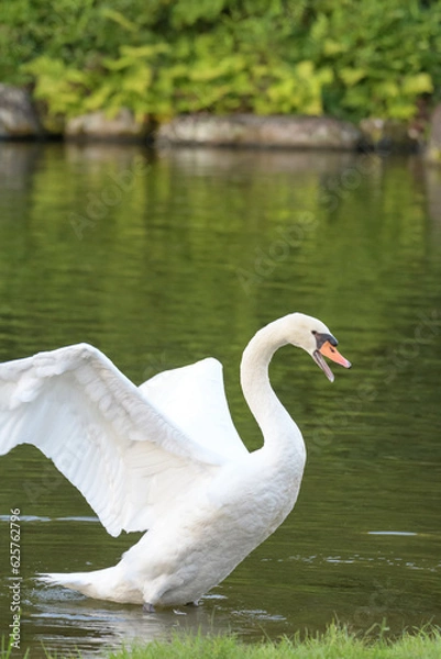 Obraz 優雅に泳ぐ白鳥