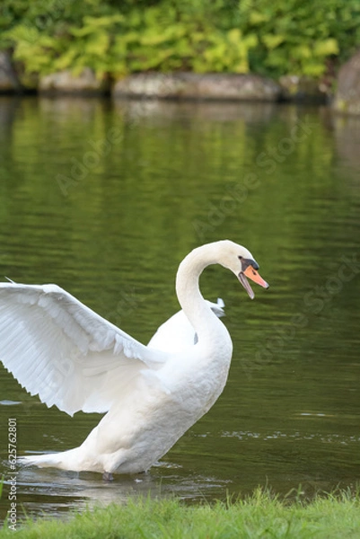 Obraz 優雅に泳ぐ白鳥