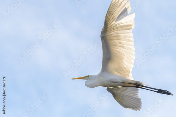 Obraz 青空を気持ちよさそうに飛行中のコサギ