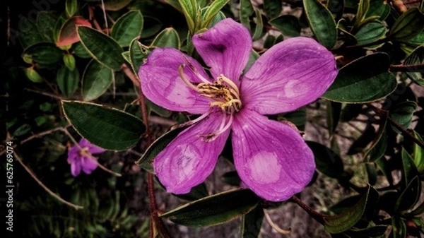 Obraz purple flower in the garden