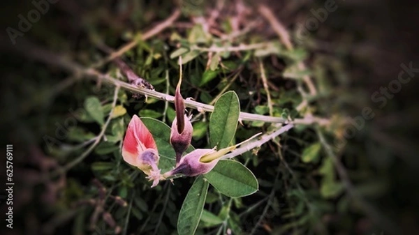 Obraz spider on a flower