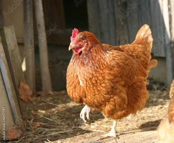 Obraz Glückliches Huhn
