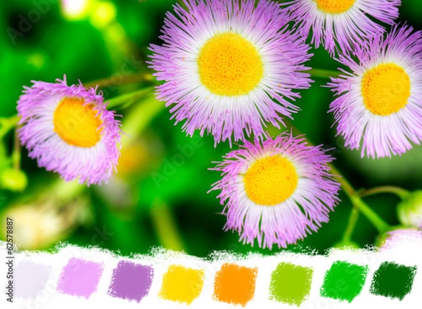 Obraz Common fleabane color palette