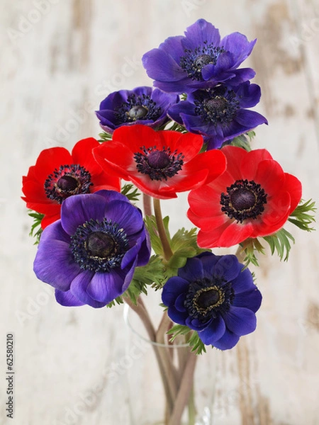 Obraz Colourful anemone flowers
