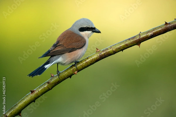 Fototapeta Red-backed shrike male on one of his perches in his breeding territory at first light on a spring day in a forest of oaks and hawthorns
