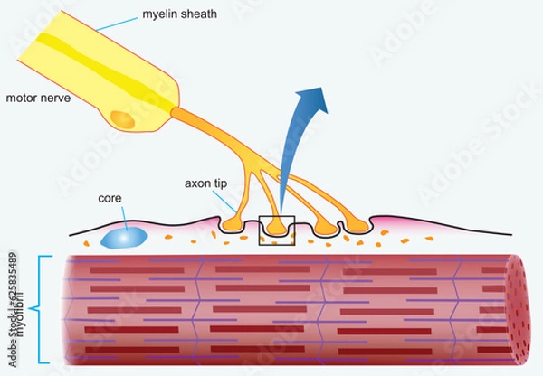 Fototapeta Motor units in muscular system with fibers neuron anatomy outline diagram. Labeled educational medical scheme with myofibril and muscle fiber closeup vector illustration. Nerve functional contraction