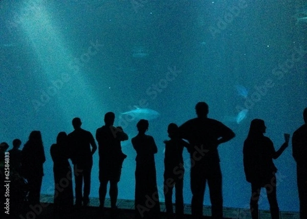 Obraz Watch the fish