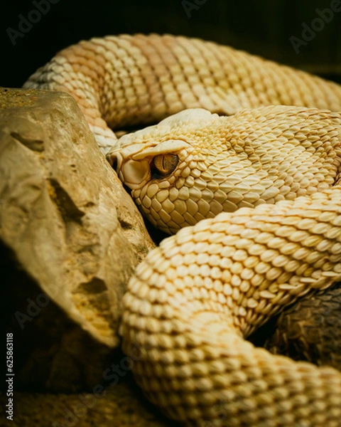Fototapeta Portrait d'un Serpent crotale beige