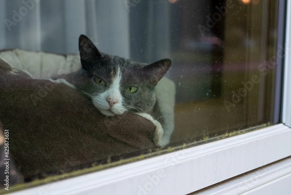 Fototapeta Domestic cat in the United States lying in its bed by the window.