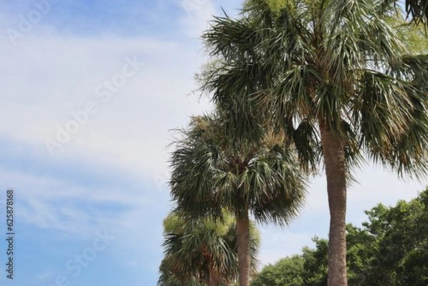Fototapeta Upward view of Sabal Palm trees with copy space