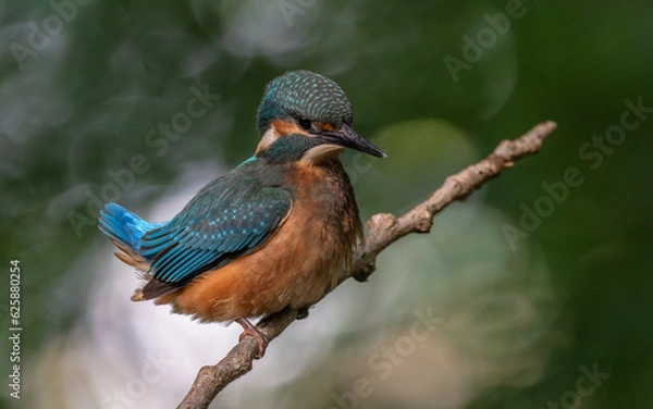 Obraz Zimorodek na ciemnym tle siedzący na gałęzi 