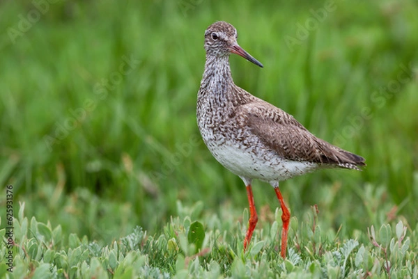 Obraz Tringa totanus Rotschenkel
