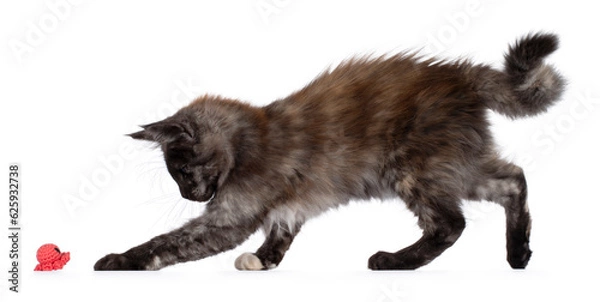 Fototapeta Maine coon tortie kitten, standing side ways. Looking at toy ready to chase it, isolated on a white background