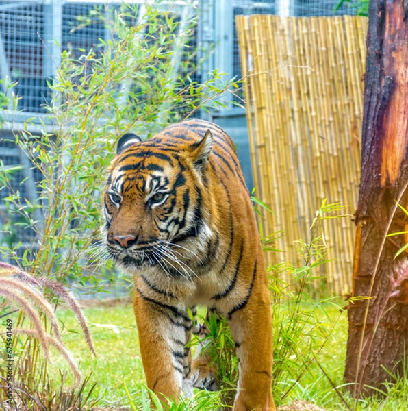 Obraz tiger in the jungle