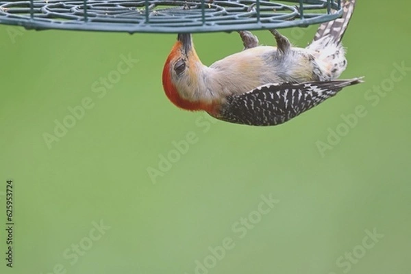 Obraz red bellied woodpecker