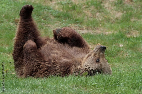 Obraz Ours brun, Ursus arctos