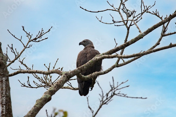 Fototapeta Grey headed fish eagle perched on a tree - lonely bird