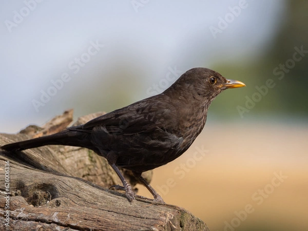 Obraz blackbird portrait