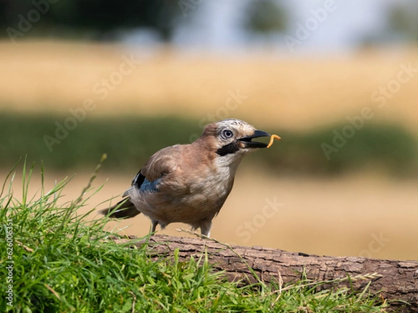 Obraz jay eating worms