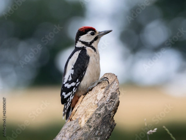 Obraz woodpecker portrait