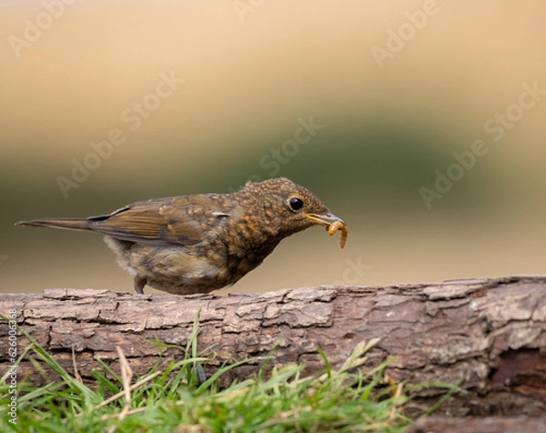 Obraz juvenile robin eating