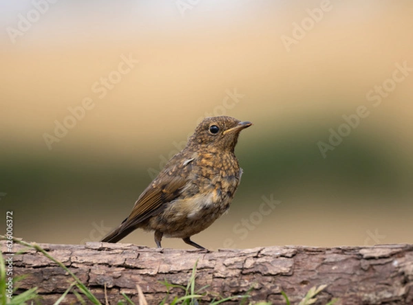 Obraz juvenile robin portrait