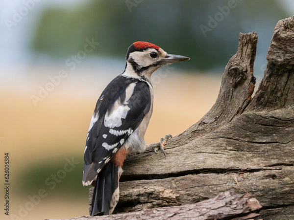 Obraz woodpecker portrait