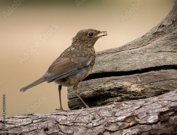 Obraz juvenile robin eating