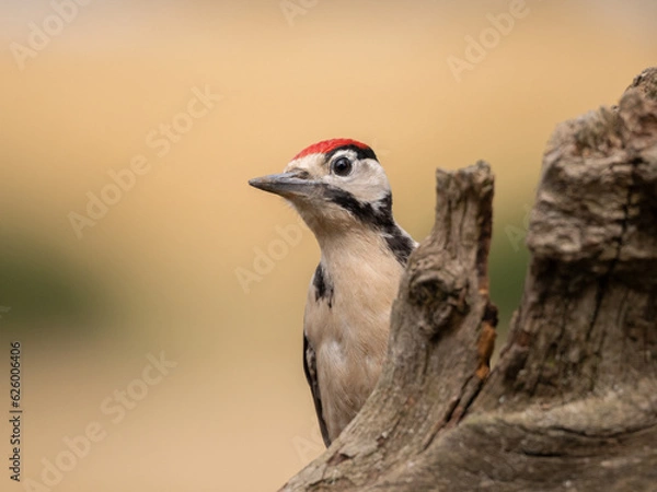 Obraz red headed woodpecker