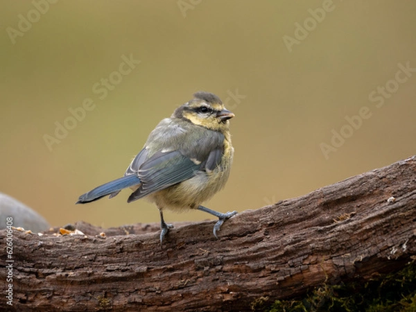 Obraz blue tit portrait