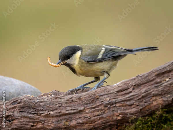 Obraz great tit eating worms