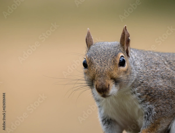 Obraz squirrel portrait