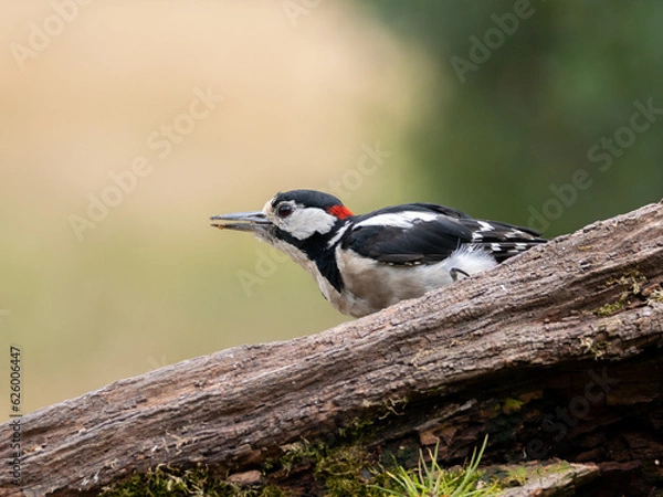 Obraz woodpecker on tree