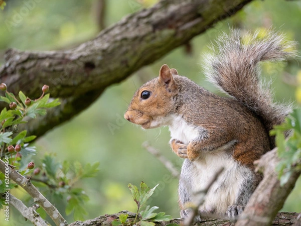 Obraz squirrel on a tree