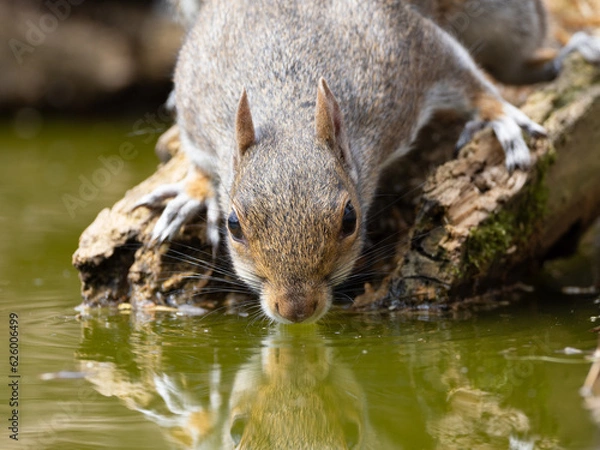 Obraz squirrel drinking water