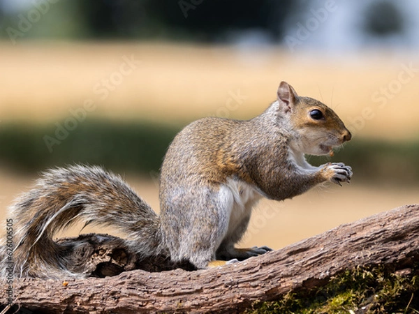 Obraz squirrel portrait