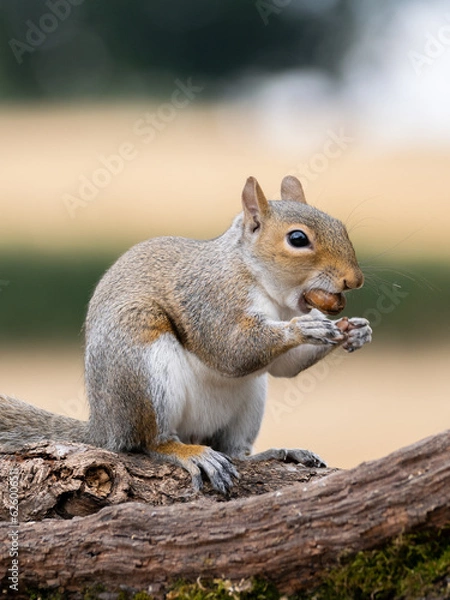 Obraz squirrel eating nut